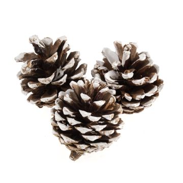 Pack of White Tip Pine Cones Brown White 