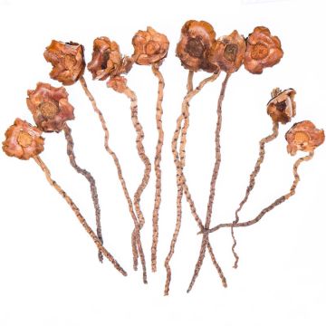 Brown Lacquared Flowers On Stems Brown 10pcs