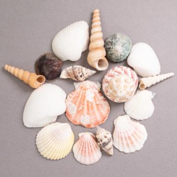 Pack of Shells Assorted 100g