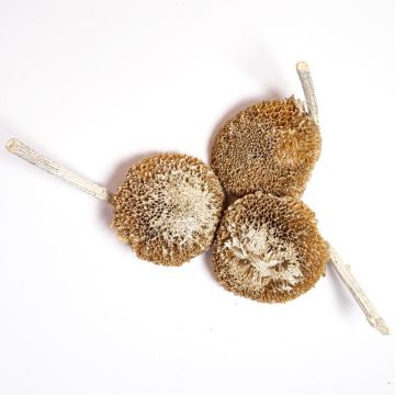 Dried Sunflower Frosted 3pcs